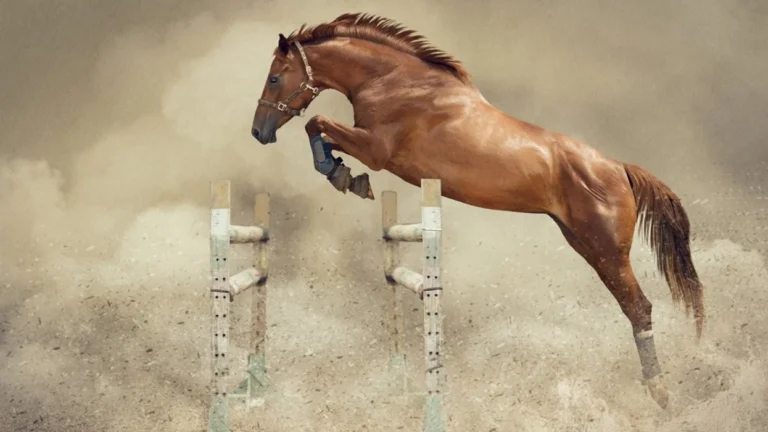 image of horse jumping 1